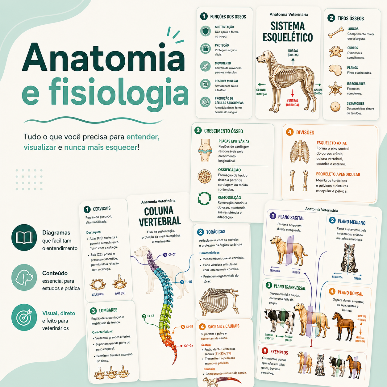 Anatomia e fisiologia veterinária