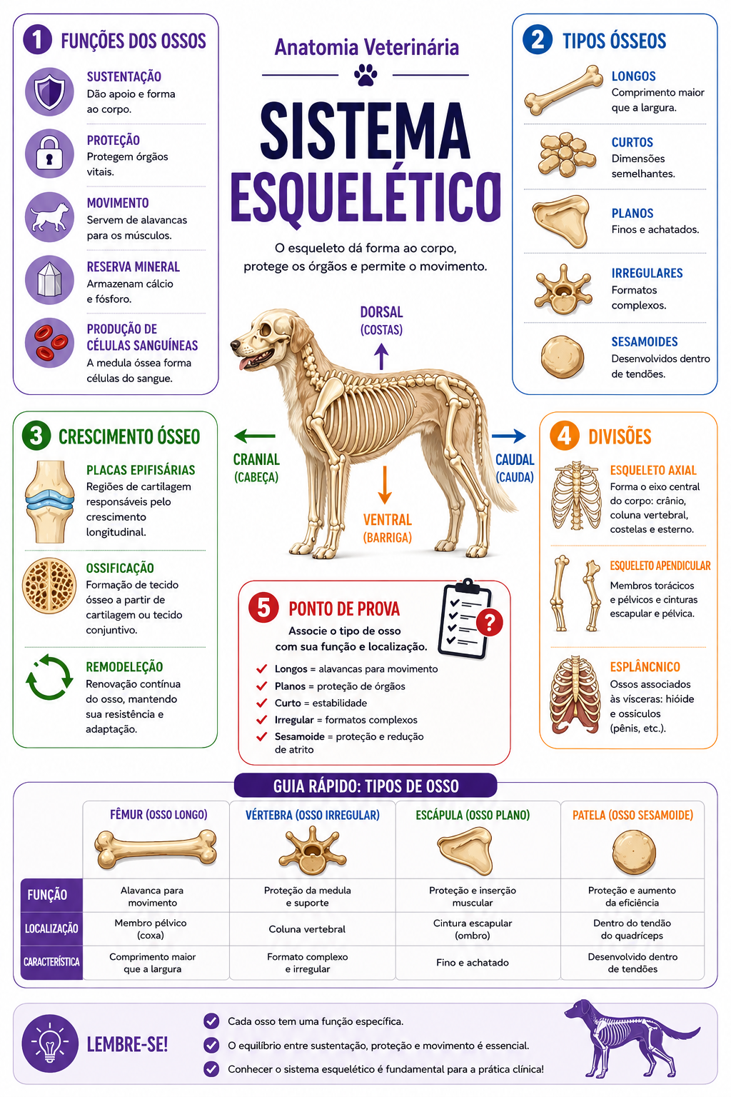 Mapa visual do sistema esquelético veterinário